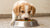 Understanding When Puppies Can Start Eating Raw Food: A Comprehensive Guide