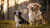 Understanding When Should a Puppy Start Eating Adult Dog Food