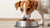 Understanding When Should Dogs Switch to Adult Food: A Comprehensive Guide-141222772975