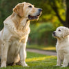 Understanding When to Change Dog Food from Puppy to Adult: A Comprehensive Guide
