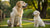 Understanding When to Change Dog Food from Puppy to Adult: A Comprehensive Guide