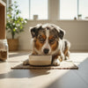 Understanding When to Feed Your Dog Adult Dog Food: A Complete Guide for Pet Owners