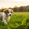 Understanding When to Start Dog Food for Puppy: A Comprehensive Guide