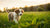 Understanding When to Start Dog Food for Puppy: A Comprehensive Guide