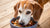 Understanding When to Start Feeding Your Dog Senior Food for a Healthier Life-141221691631