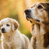 Understanding When to Switch from Puppy to Adult Dog Food: What Age Can a Puppy Start Eating Adult Dog Food?