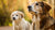 Understanding When to Switch from Puppy to Adult Dog Food: What Age Can a Puppy Start Eating Adult Dog Food?