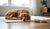 Understanding When to Switch to Adult Dog Food: What Age Should I Make the Transition?