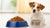 Understanding When to Transition from Puppy Food to Dog Food