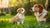 Understanding When to Transition from Puppy to Adult Dog Food: What Age Should I Feed My Puppy Dog Food?
