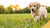 Understanding When to Transition to Adult Dog Food: What Age Should I Start Feeding My Dog Adult Food?-141046382831