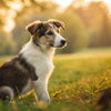 Understanding When to Transition: What Age Do Dogs Eat Puppy Food?