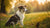 Understanding When to Transition: What Age Do Dogs Eat Puppy Food?