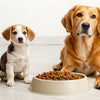 Understanding When to Transition Your Puppy from Puppy Food to Adult Dog Food