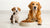 Understanding When to Transition Your Puppy from Puppy Food to Adult Dog Food