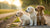 Understanding When You Can Feed Puppies Adult Dog Food