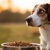 Understanding When Your Dog Won't Eat Dog Food: Common Reasons and Solutions