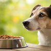 Understanding When Your Dog Won’t Eat His Food: Causes and Solutions