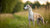 Understanding Whippet Health Problems: A Comprehensive Guide for Owners