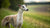 Understanding Whippet Temperament: The Perfect Companion for Your Home
