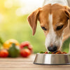 Understanding Why Adult Dogs Can't Eat Puppy Food: Insights and Guidelines
