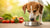 Understanding Why Adult Dogs Can't Eat Puppy Food: Insights and Guidelines