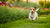 Understanding Why Can’t My Dog Gain Weight: A Comprehensive Guide