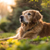 Understanding Why Diabetic Dogs Lose Weight: Causes, Implications, and Management