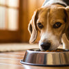Understanding Why Did My Dog Stop Eating His Dog Food: Common Reasons and Solutions