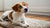 Understanding Why Did My Dog Suddenly Stop Eating His Food