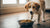 Understanding Why Do Dogs Carry Food Away From Their Bowl: A Comprehensive Guide