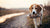 Understanding Why Do Dogs Carry Their Food Bowl After Eating