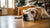 Understanding Why Do Dogs Change Behavior: A Comprehensive Guide-141094551791