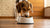 Understanding ‘Why Do Dogs Don’t Eat Food?’: Causes, Solutions, and the Role of the Houndsy Kibble Dispenser-140302680303