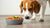 Understanding Why Do Dogs Eat Any Food: A Comprehensive Guide for Pet Owners-140219515119