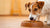 Understanding Why Do Dogs Eat Food So Fast: Insights for Better Pet Care-140405309679
