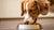 Understanding Why Do Dogs Eat Their Food Away from Their Bowl