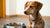 Understanding Why Do Dogs Not Eat Their Food Sometimes-140410945775