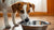 Understanding Why Do Dogs Paw at Water Bowls: Insights for Pet Owners-140795838703