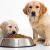 Understanding Why Do Dogs Regurgitate Food for Puppies