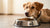 Understanding Why Do Dogs Suddenly Stop Eating Their Food