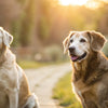 Understanding Why Do Elderly Dogs Lose Weight: Causes and Solutions