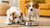 Understanding Why Do My Dogs Eat Each Other's Food: Solutions for Multi-Pet Households-140131696879