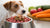 Understanding Why Do Vets Not Like Raw Dog Food