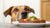 Understanding Why Does My Dog Always Want to Eat My Food