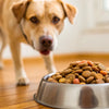 Understanding Why Does My Dog Carry Food Away from Bowl: Insights for Pet Owners