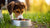 Understanding Why Does My Dog Dig at His Food Bowl: A Comprehensive Guide for Pet Owners