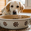 Understanding Why Does My Dog Dig in Her Water Bowl: Insights for Pet Owners