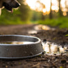 Understanding Why Does My Dog Dig in the Water Bowl: Causes and Solutions