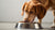 Understanding Why Does My Dog Eat Exactly Half of His Food-140303532271